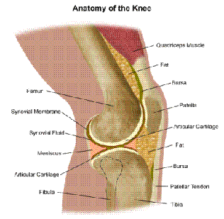 Knee Surgery in India